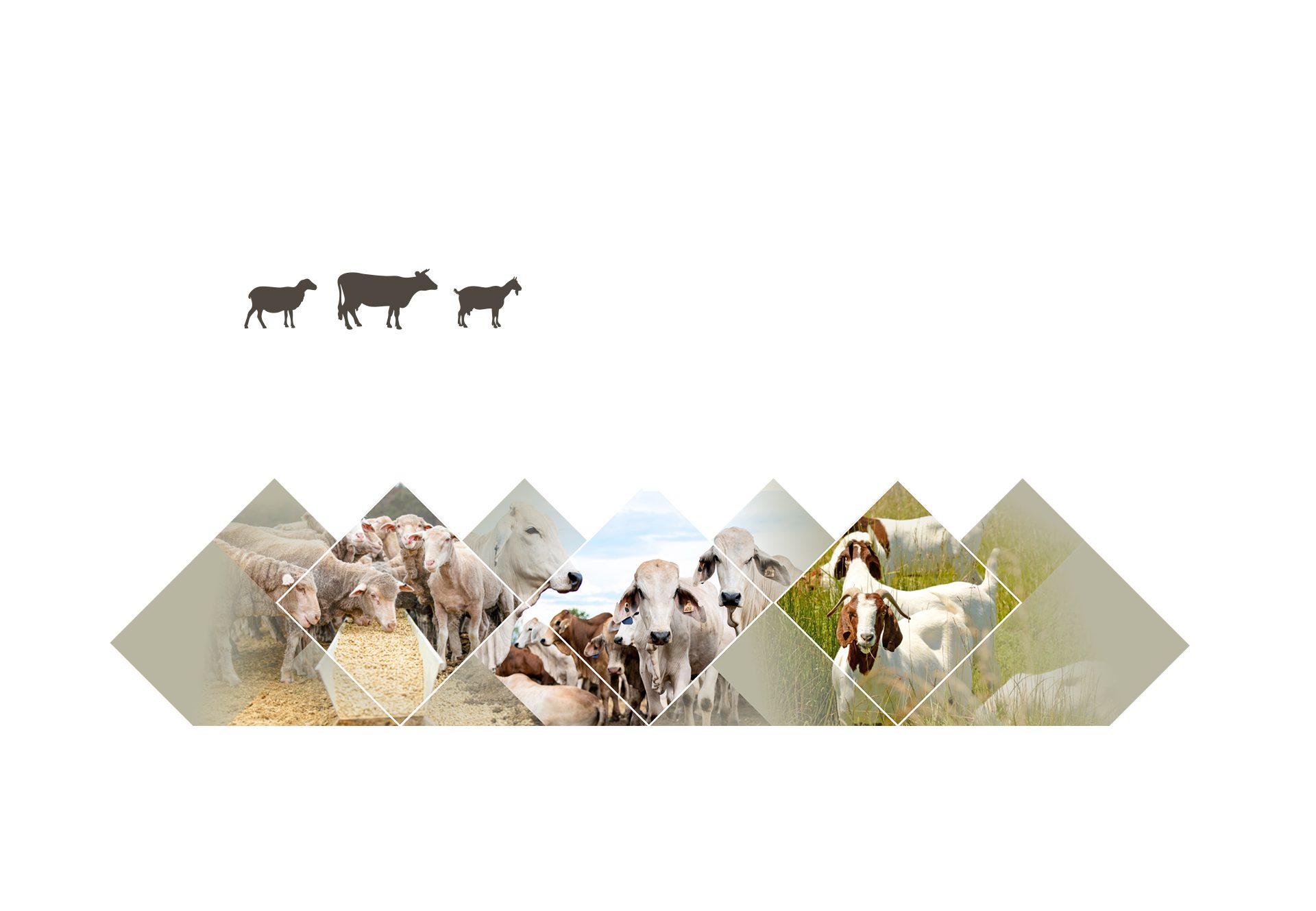Animal Medicine PCD Pharma Franchise