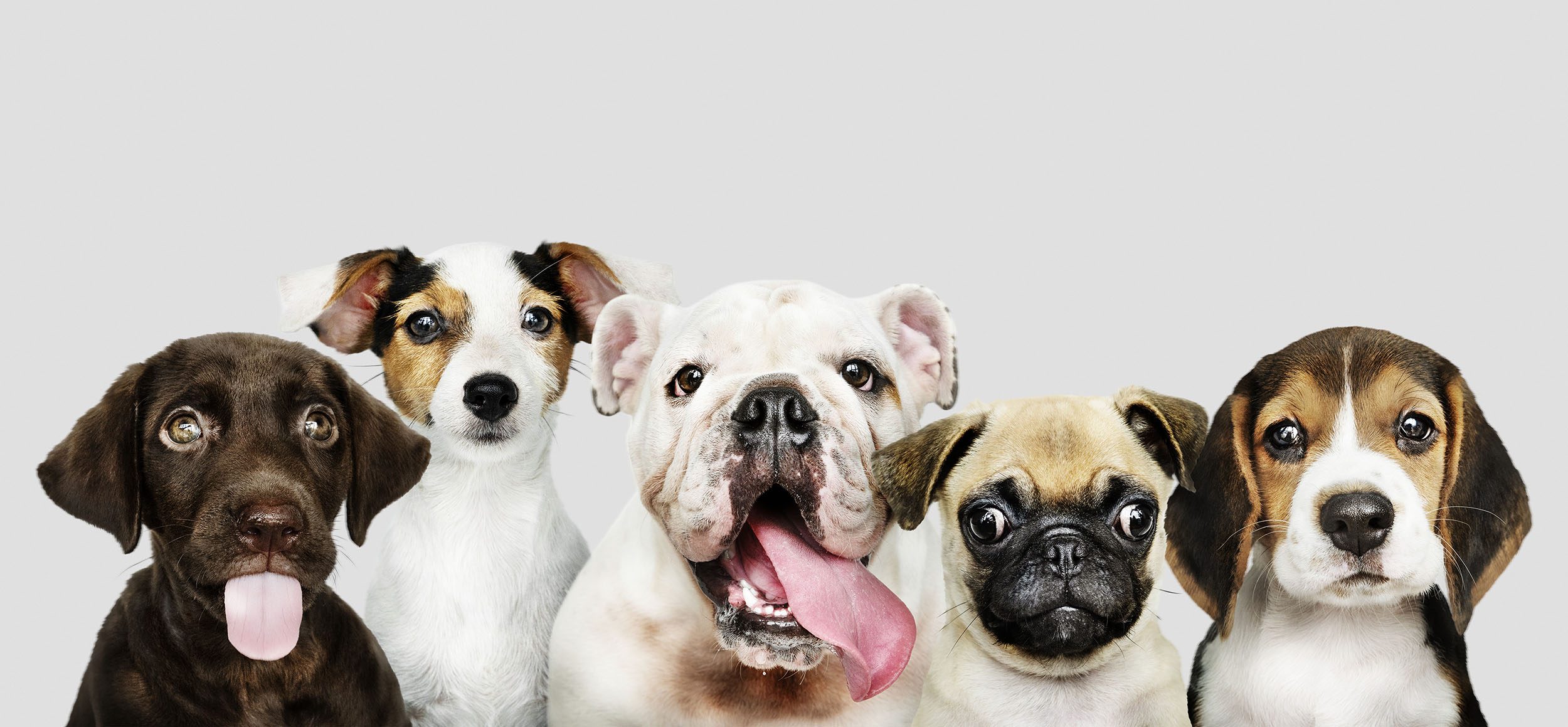 Best Vet PCD company Best Vet PCD company
