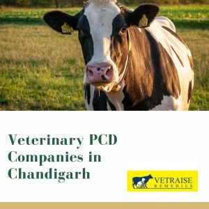 Veterinary PCD Companies in Chandigarh