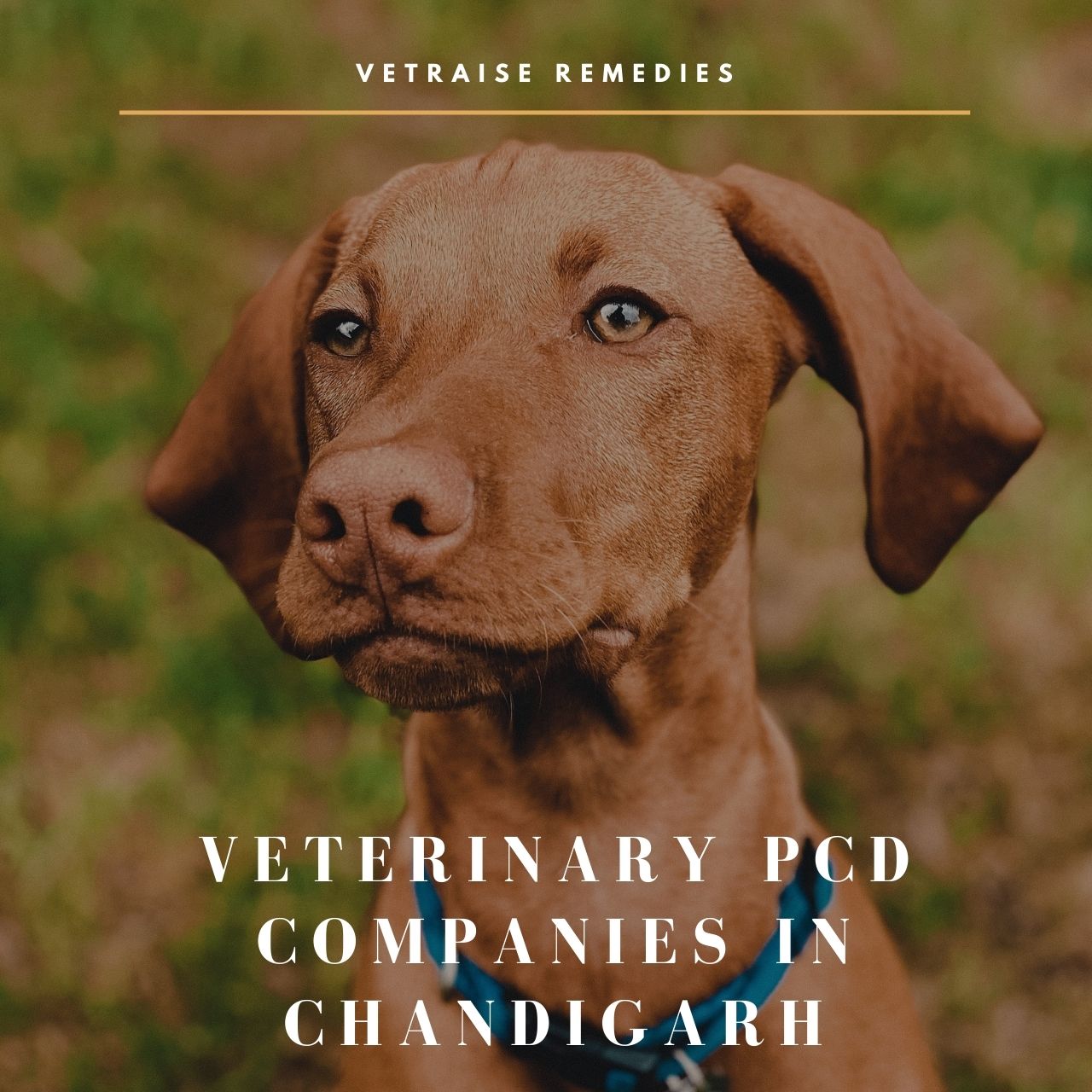 veterinary-pcd-companies-in-chandigarh-vetraise-remedies