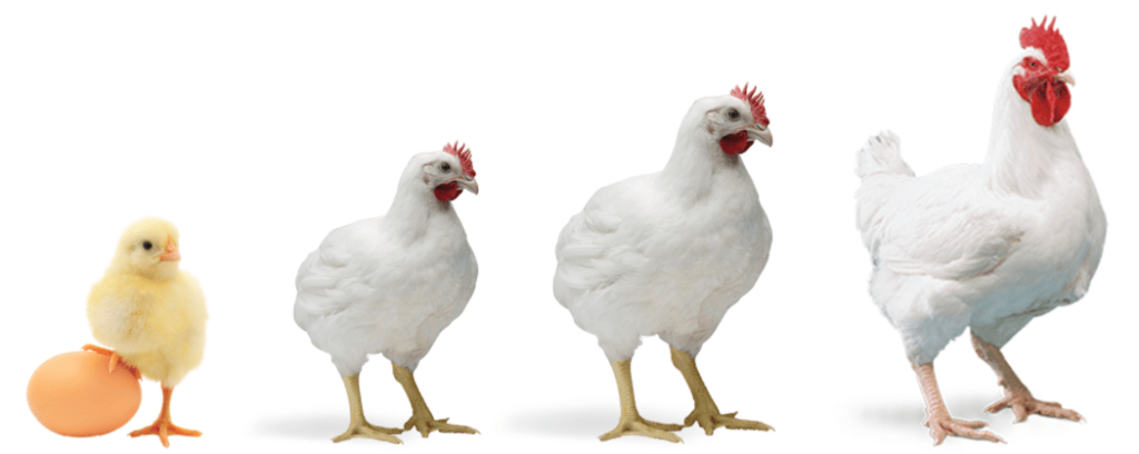 Poultry Medicine Business