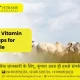 Best Vitamin Syrups for Cattle