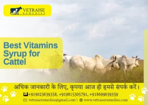 Best Vitamins Syrup for cattel