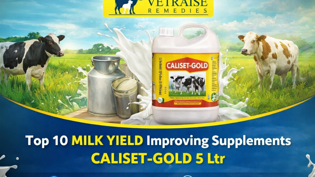 CALISET - GOLD 5 Ltr